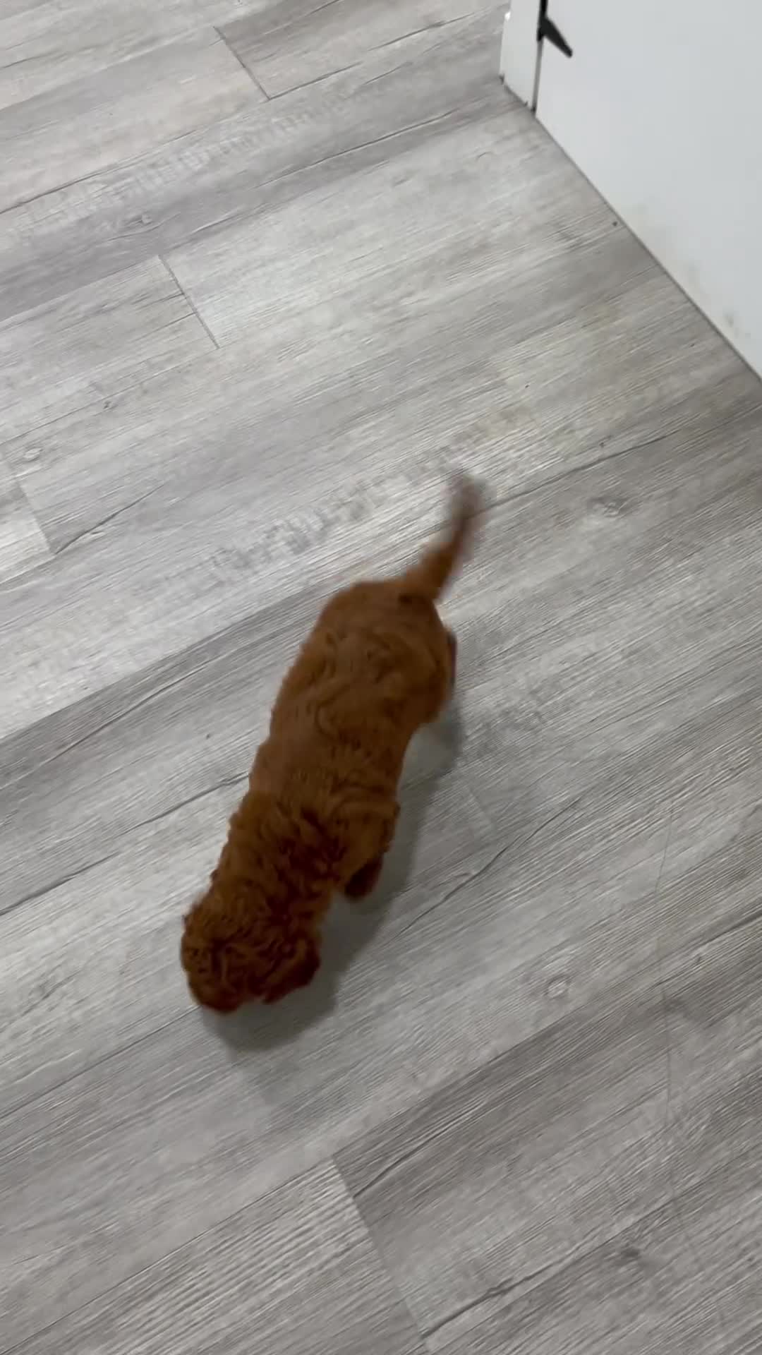 Mini Goldendoodle dogs for sale: Willow - Video 1