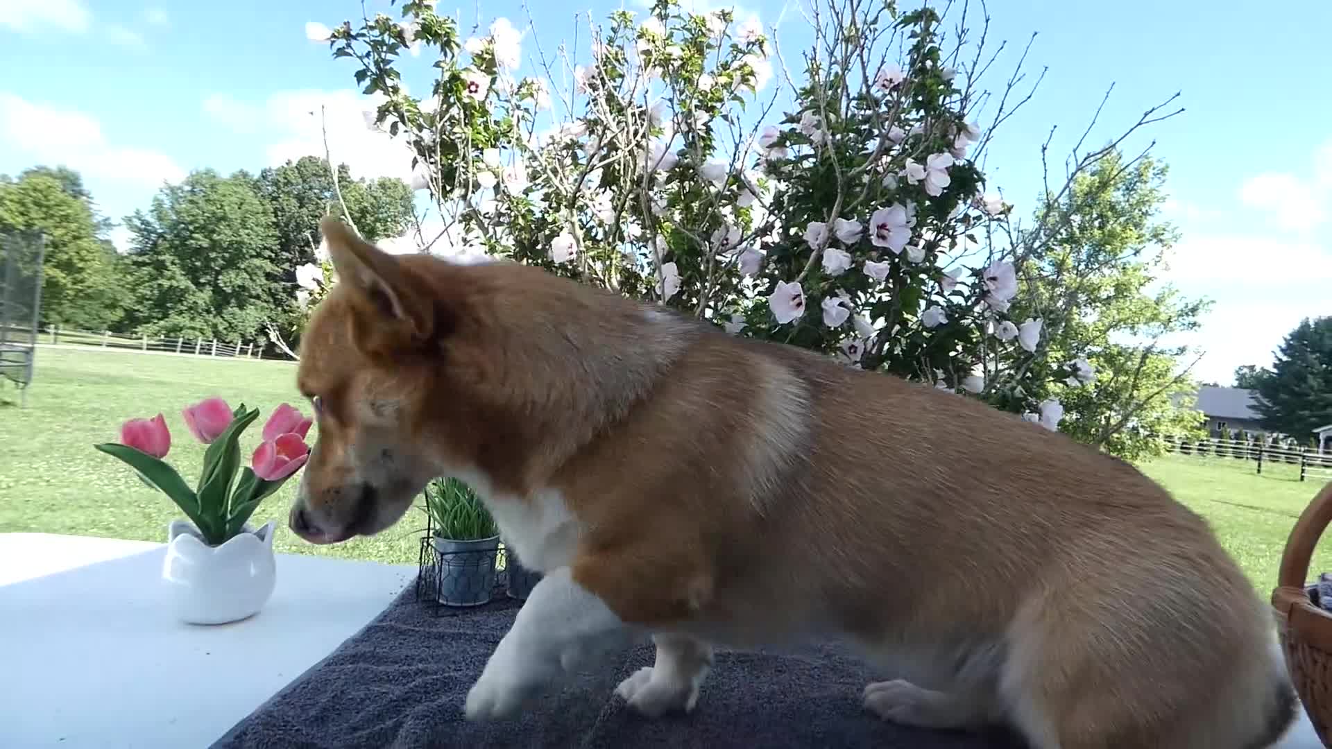 Welsh Corgi Pembroke dogs for sale: Welsh Corgi Pembroke 1 Sampson - Video 2