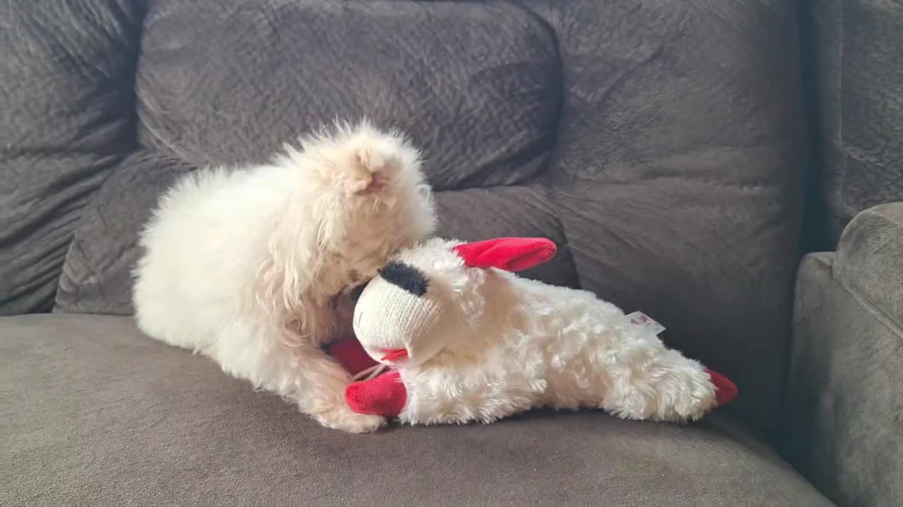 Maltese dogs for sale: Snowball - Video 1