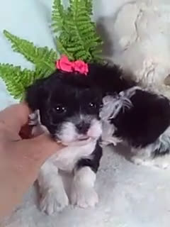 Shihpoo dogs for sale: Kiki - Video 1