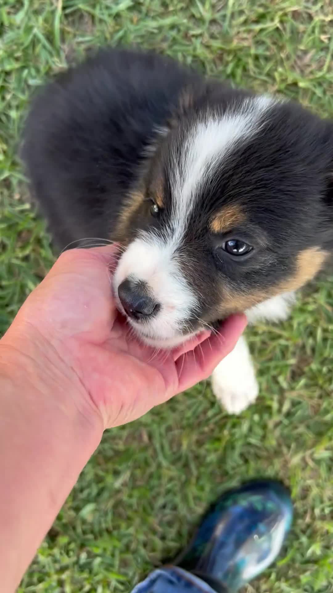 Australian Shepherd dogs for sale: Riot - Video 1