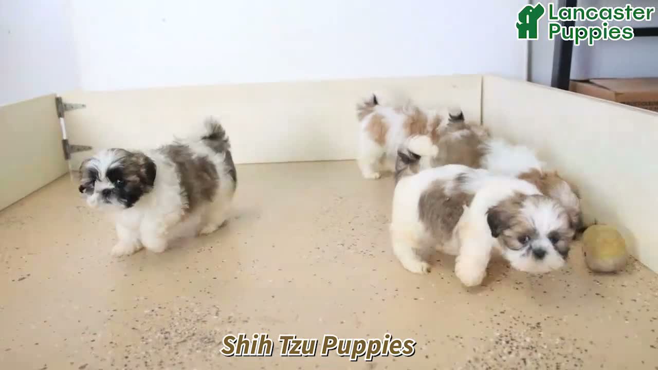 Shih Tzu dogs for sale: Penny - Video 1