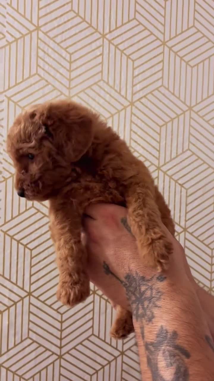 Mini Goldendoodle dogs for sale: Pearl - Video 1