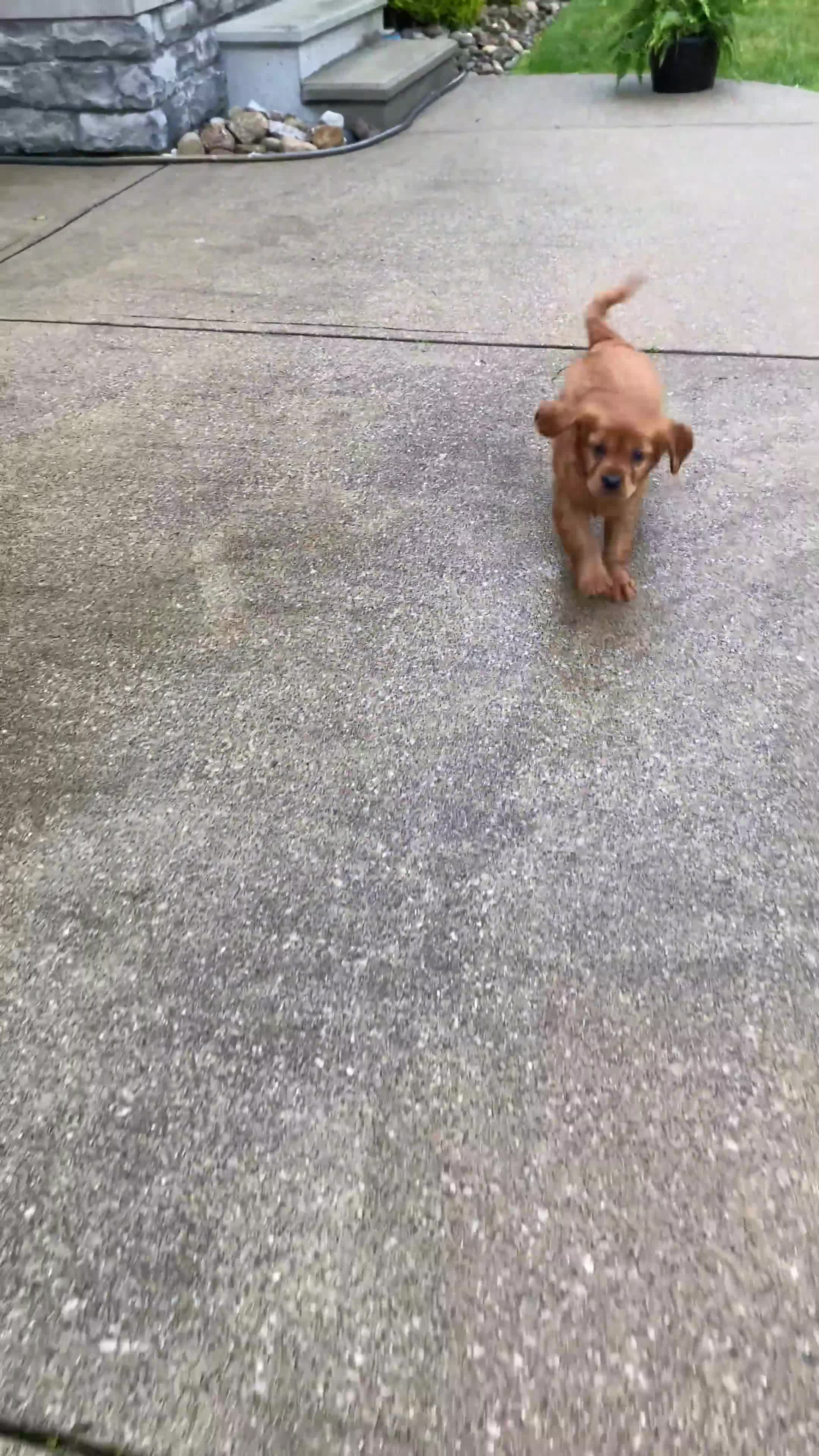 Miniature Golden Retriever dogs for sale: Marley - Video 1