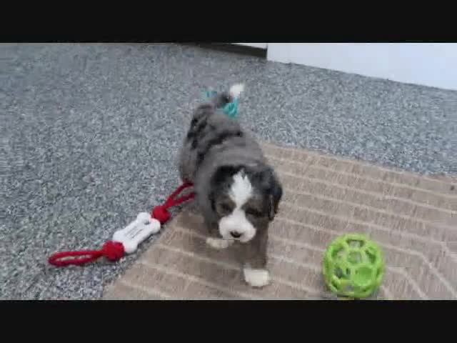 Mini Bernedoodle dogs for sale: Logan - Video 3
