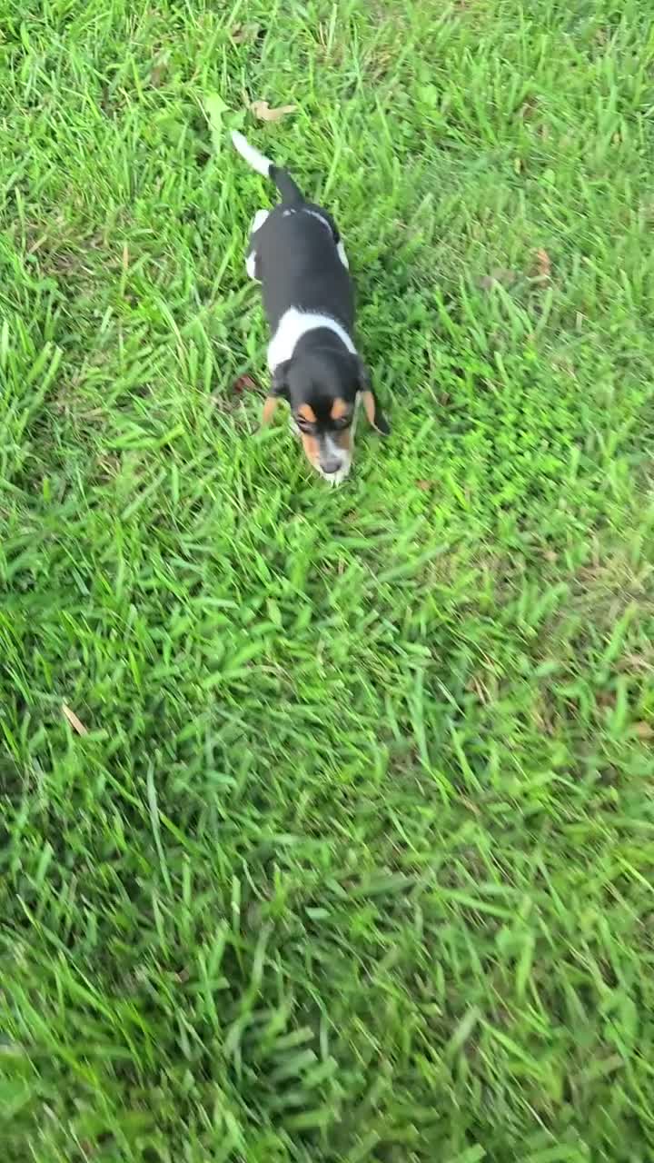 Beagle dogs for sale: Brenda - Video 1