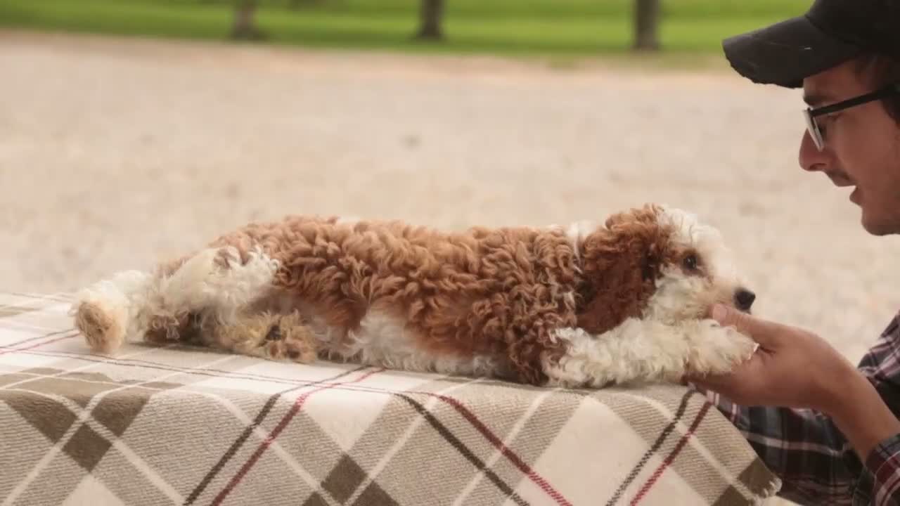 Cavapoo dogs for sale: Rory Cavapoo  - Video 4