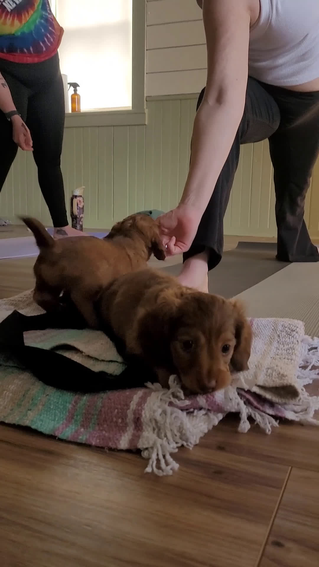 Miniature Dachshund dogs for sale: Rhiannon  - Video 1