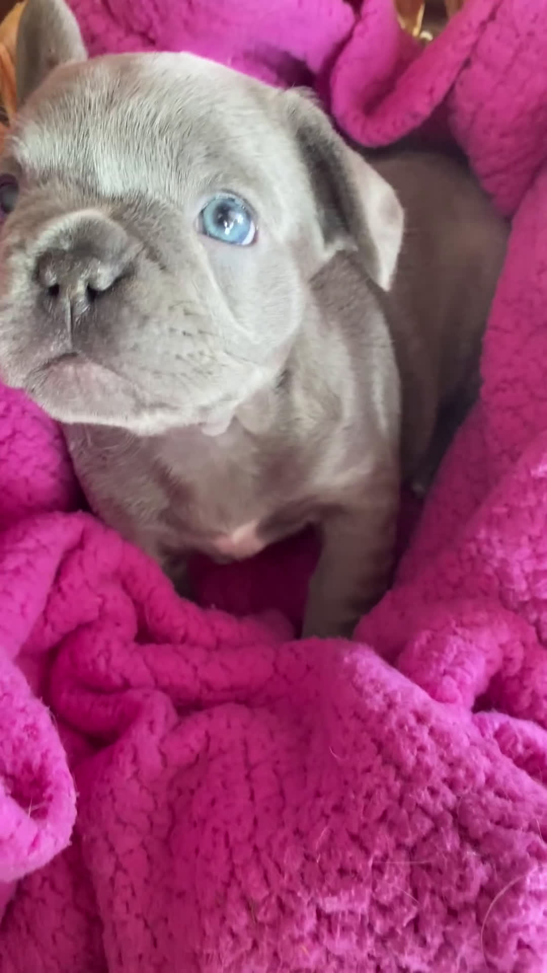 French Bulldog dogs for sale: Frenchie - Video 1