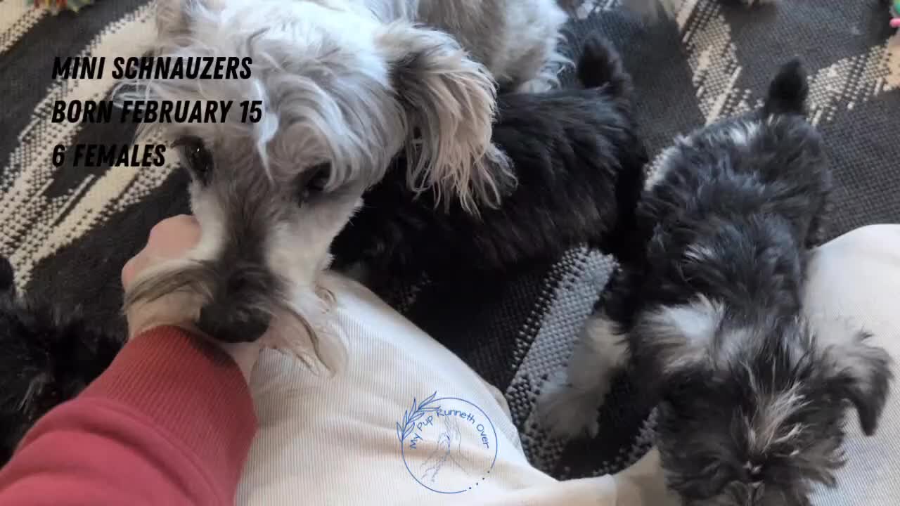 Miniature Schnauzer dogs for sale: Dolly - Video 4