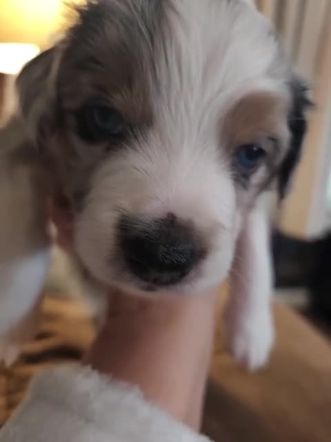 Miniature Australian Shepherd dogs for sale: Miniature Australian Shepherd Puppy 3 - Video 1