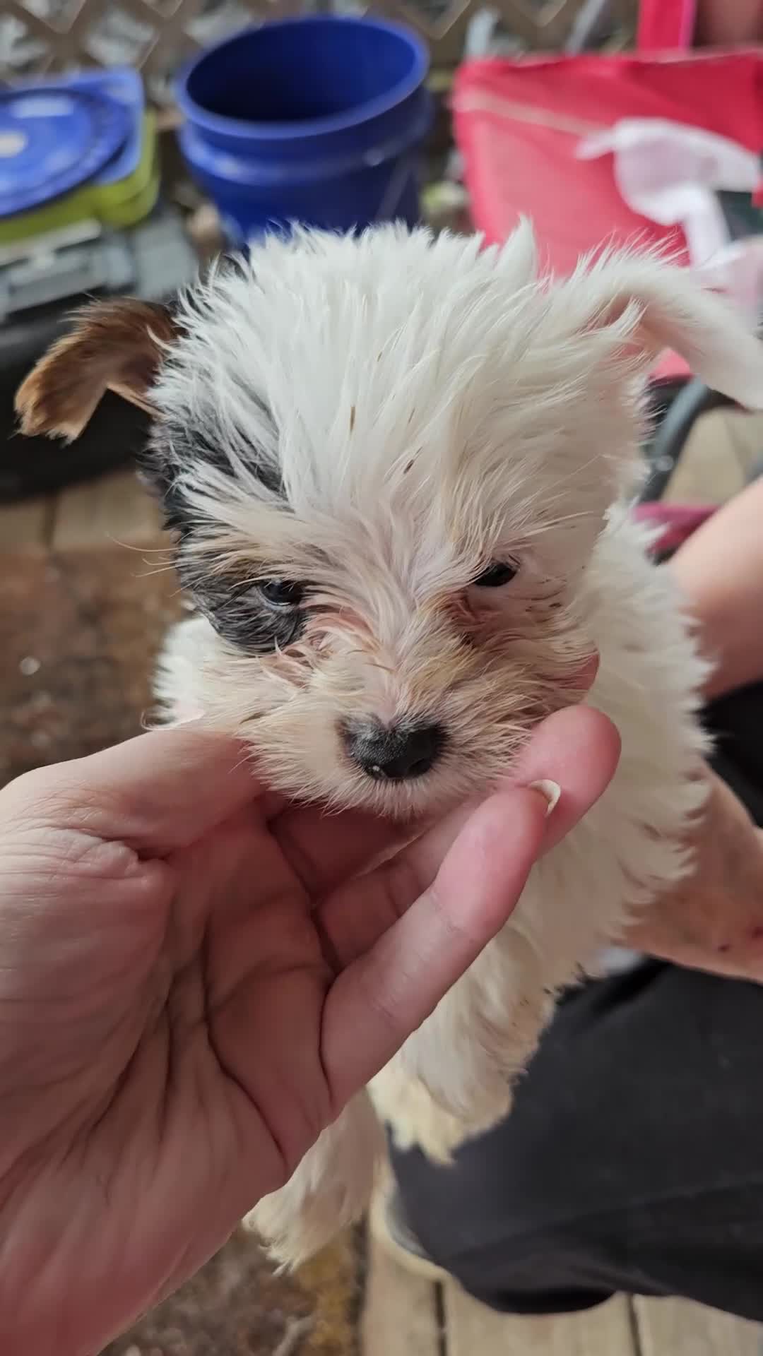 Yorkshire Terrier dogs for sale: Willie - Video 1