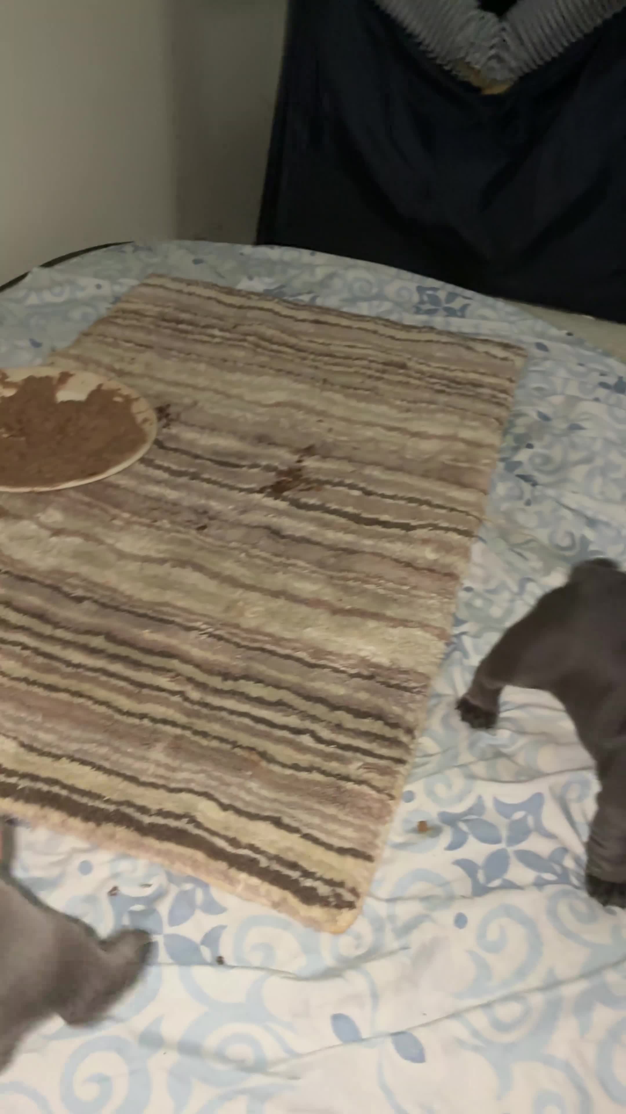 French Bulldog dogs for sale: French Bulldog 1 - Video 1
