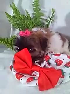 Shih Tzu dogs for sale: Allie  - Video 1