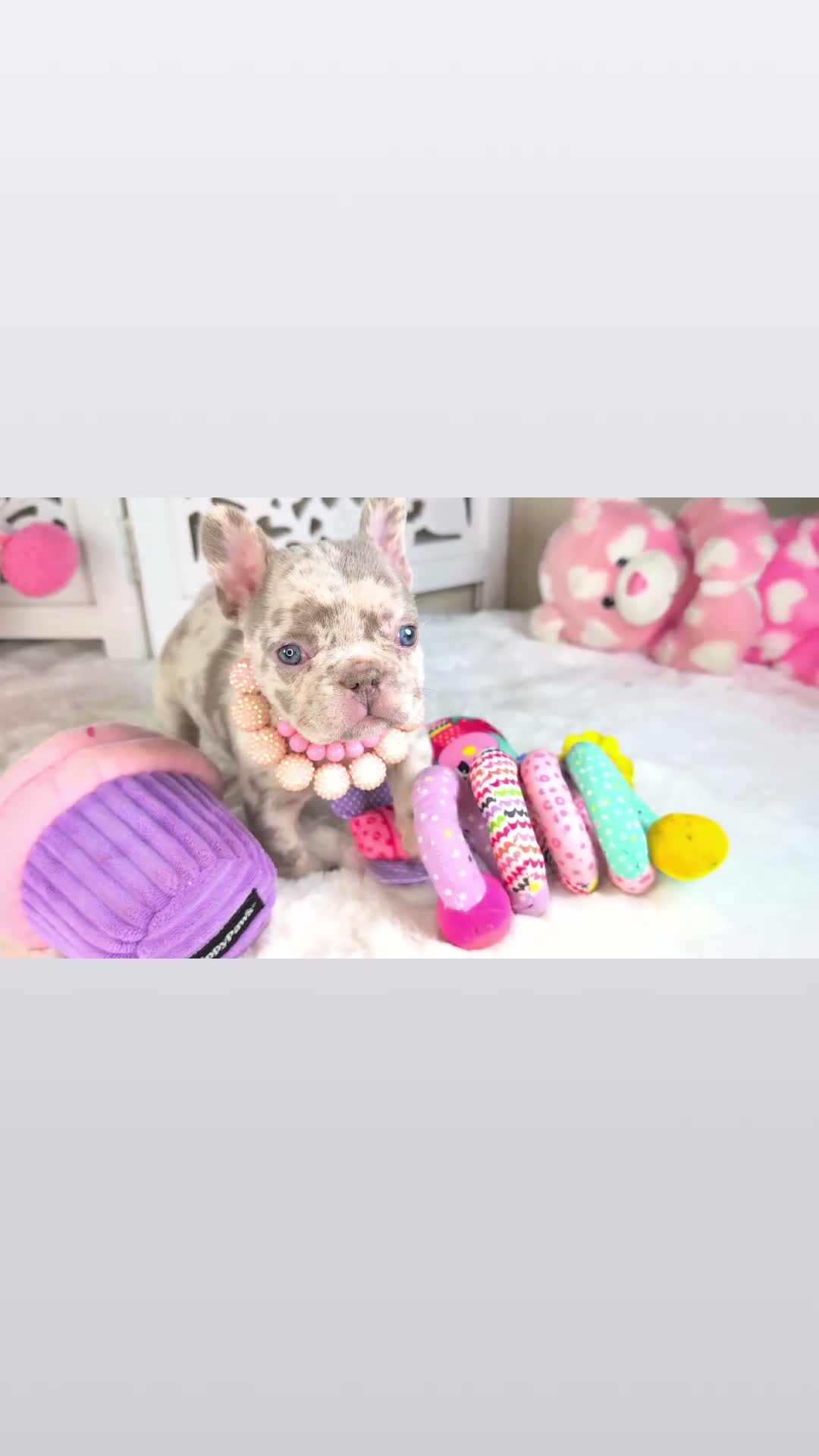 French Bulldog dogs for sale: Bella - Video 1