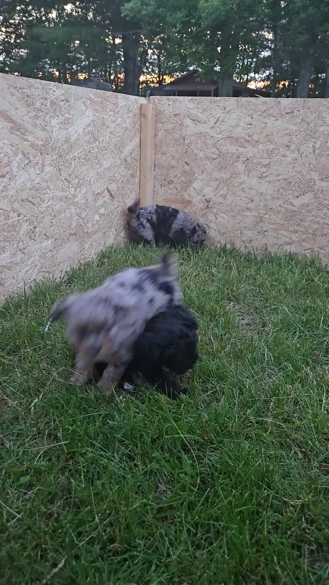 Mini Aussiedoodle dogs for sale: Caramel - Video 2