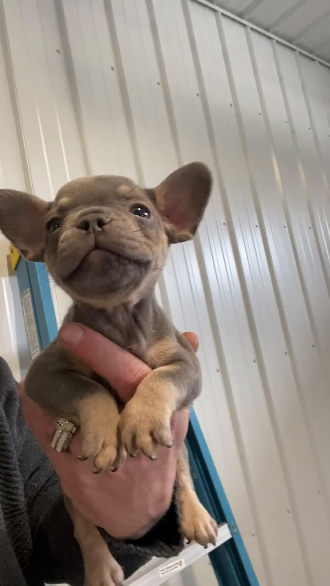 French Bulldog dogs for sale: Hunter - Video 1