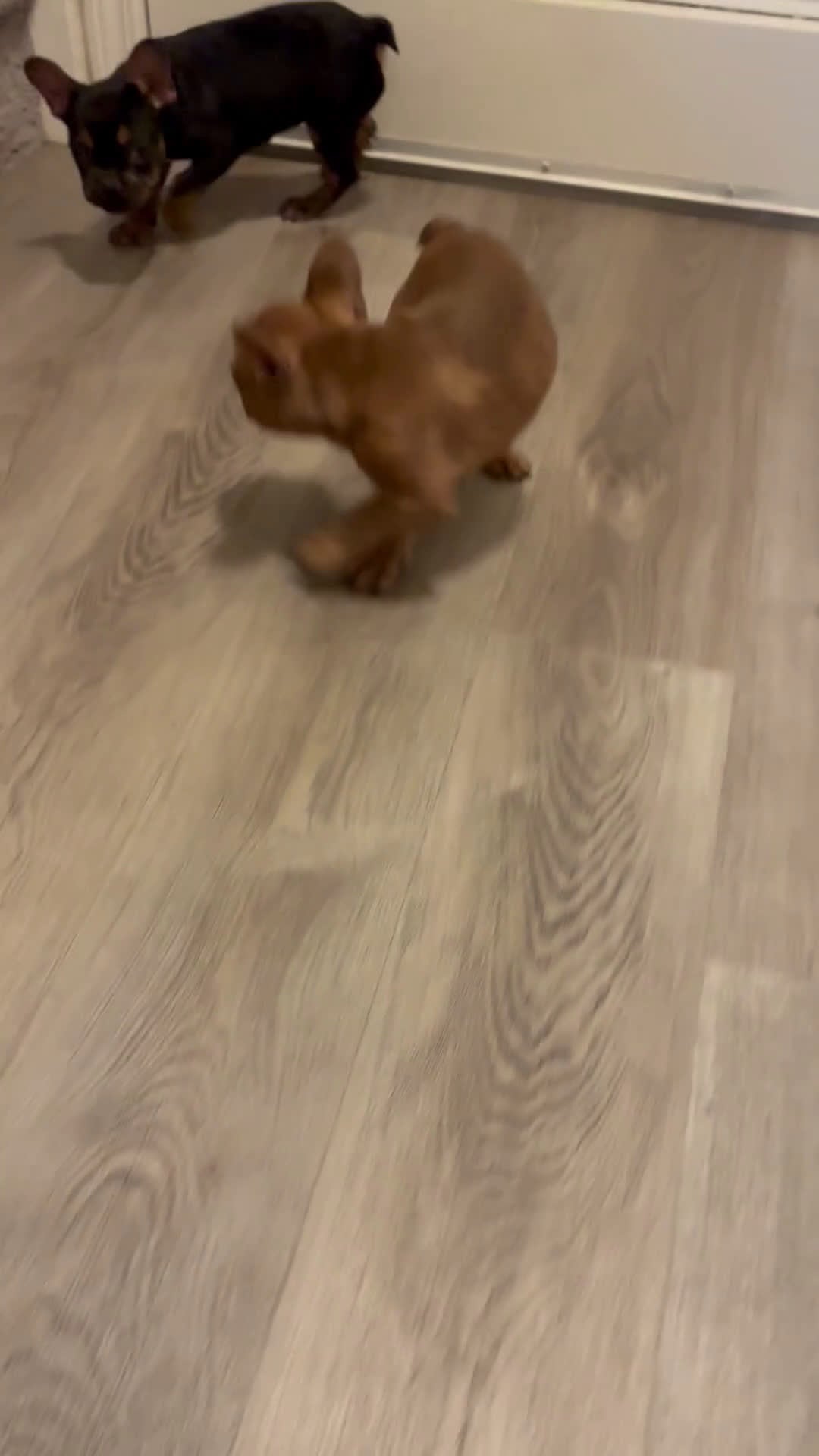 French Bulldog dogs for sale: French Bulldog Puppy 3 - Video 1