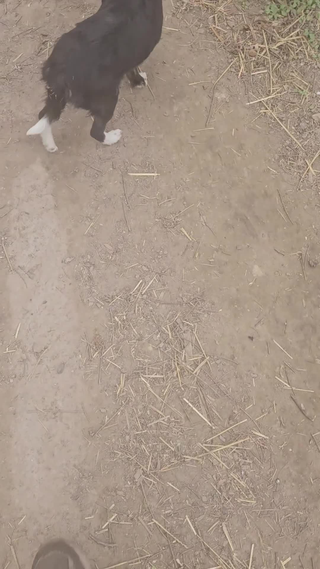 Chihuahua dogs for sale: Kumba SMALL/FLUFFY - Video 2