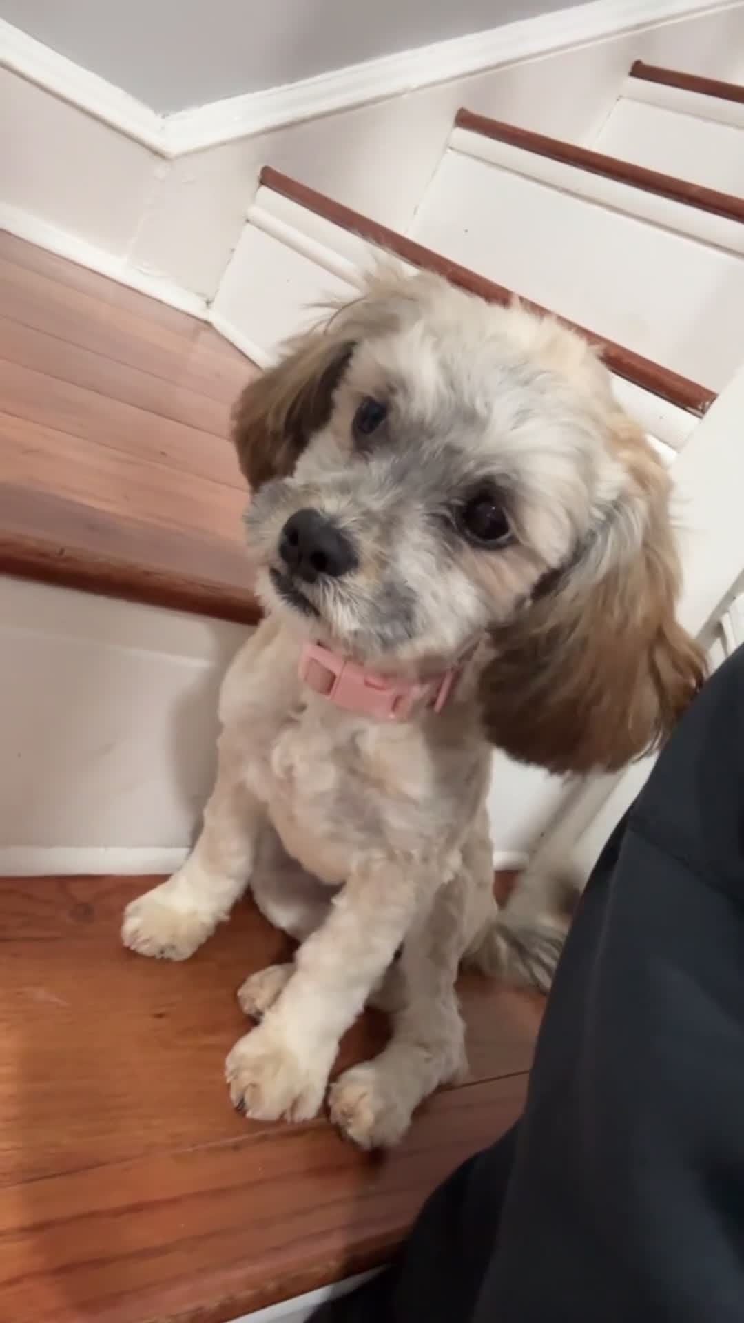 Shih Tzu dogs for sale: Shih Tzu Puppy 1 - Video 1
