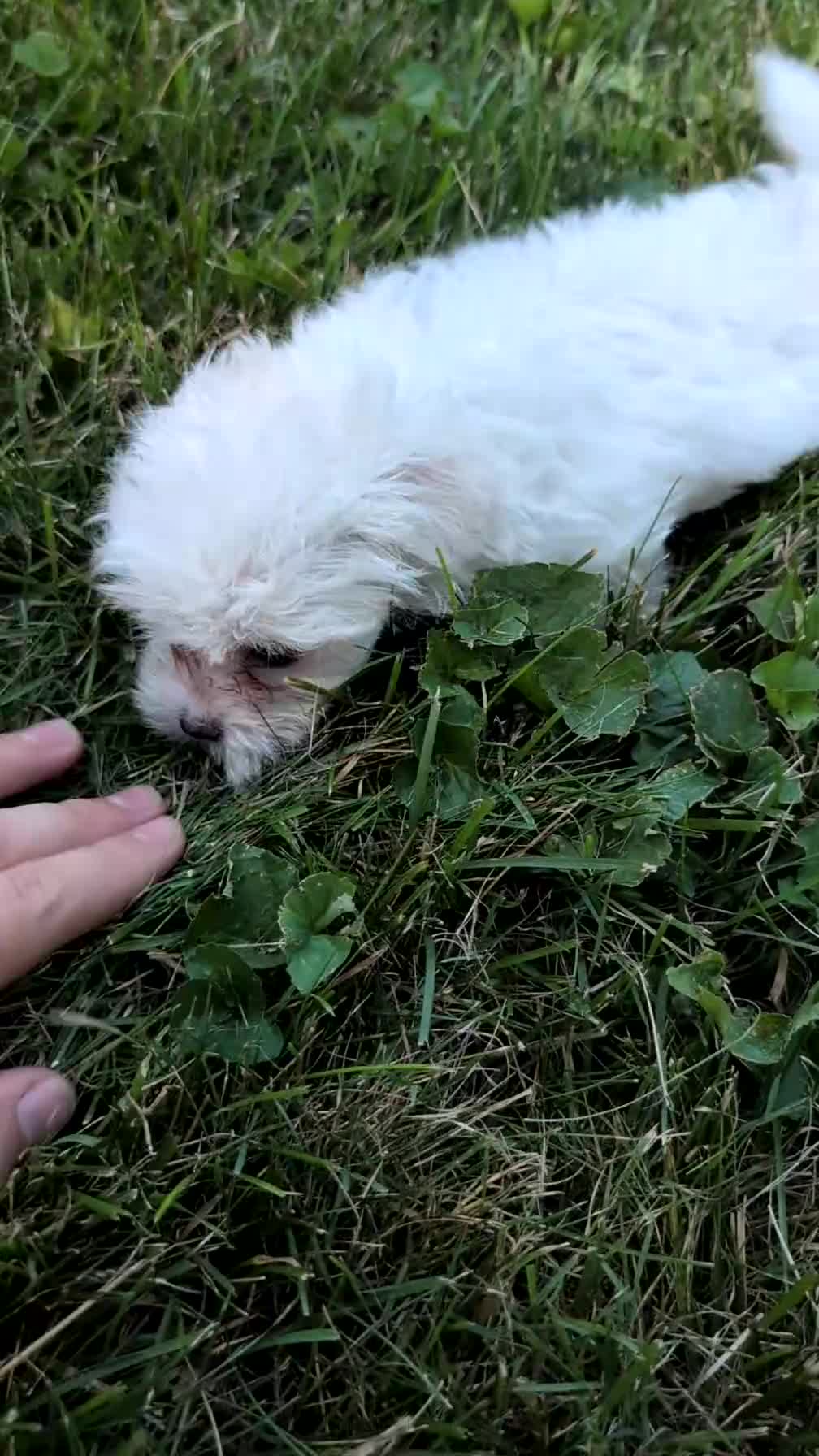 Maltese dogs for sale: Talia - Video 1