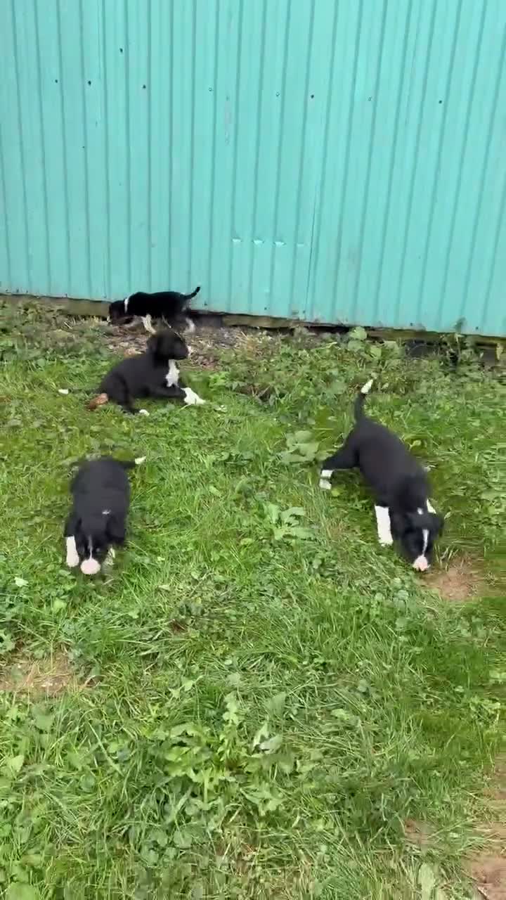 Border Collie dogs for sale: Becky Border Collie  - Video 1