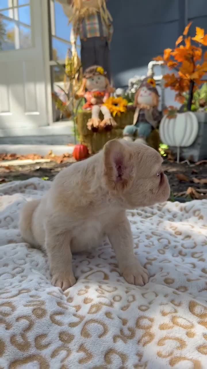 French Bulldog dogs for sale: Beefy - Video 2