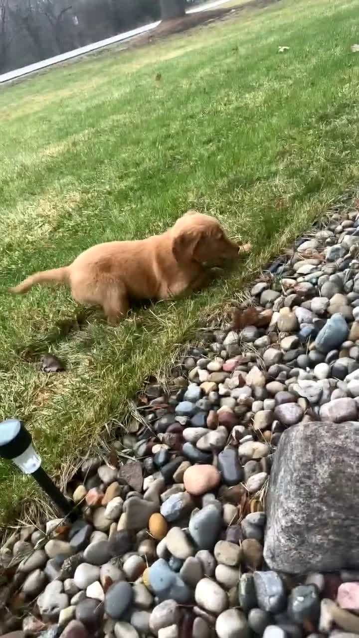 Golden Retriever dogs for sale: Golden Retriever Puppy 1 - Video 1