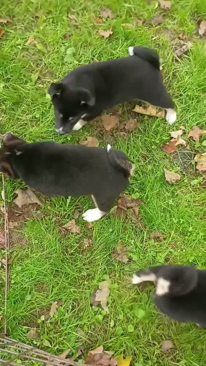 Shiba Inu dogs for sale: Keno 7 weeks old. - Video 2