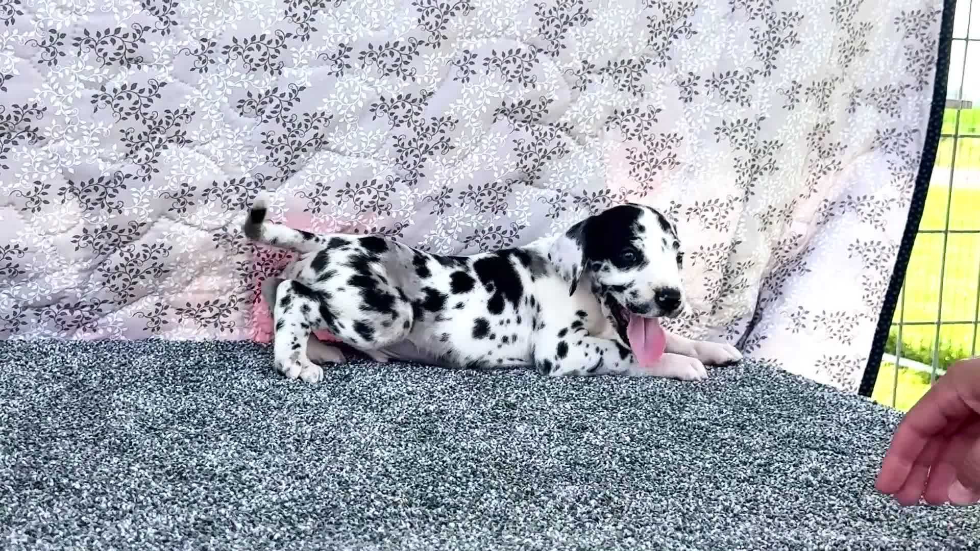 Great Dane dogs for sale: Blaine - Video 1