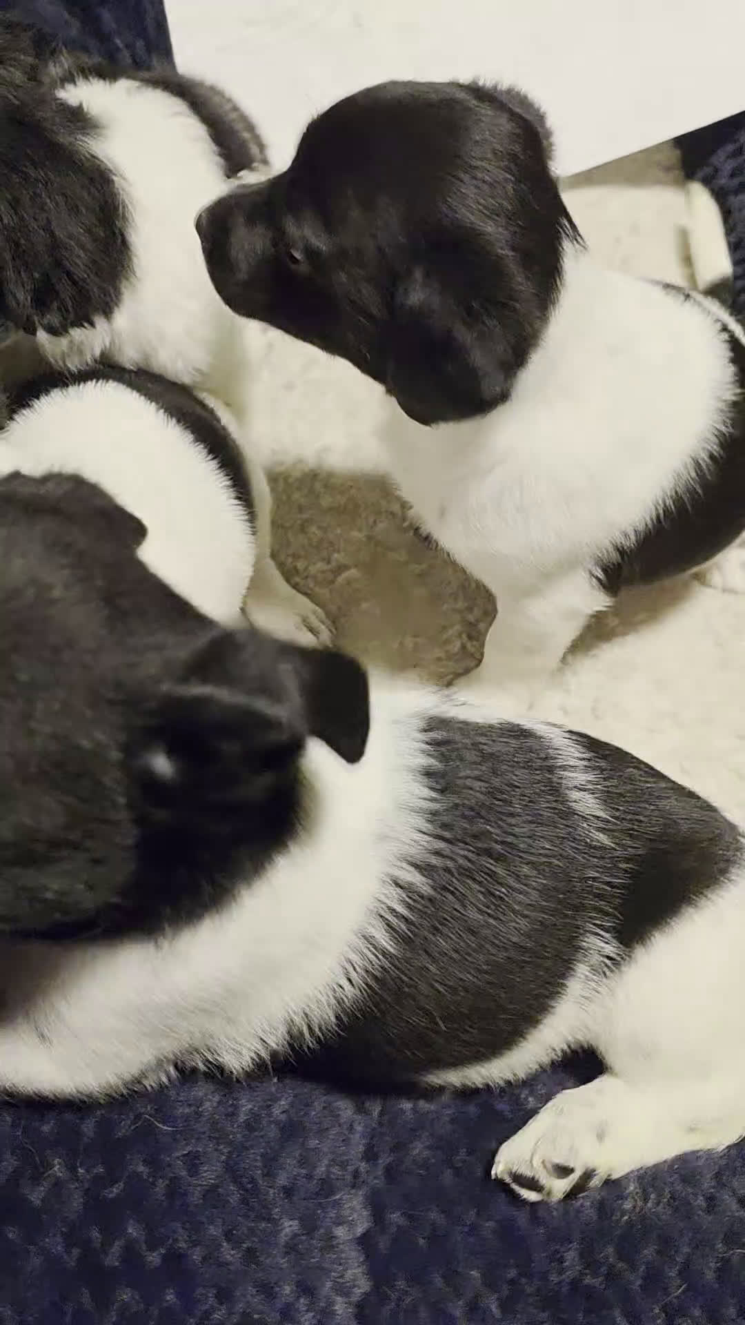 Chihuahua dogs for sale: Chihuahua Puppy 1 - Video 1