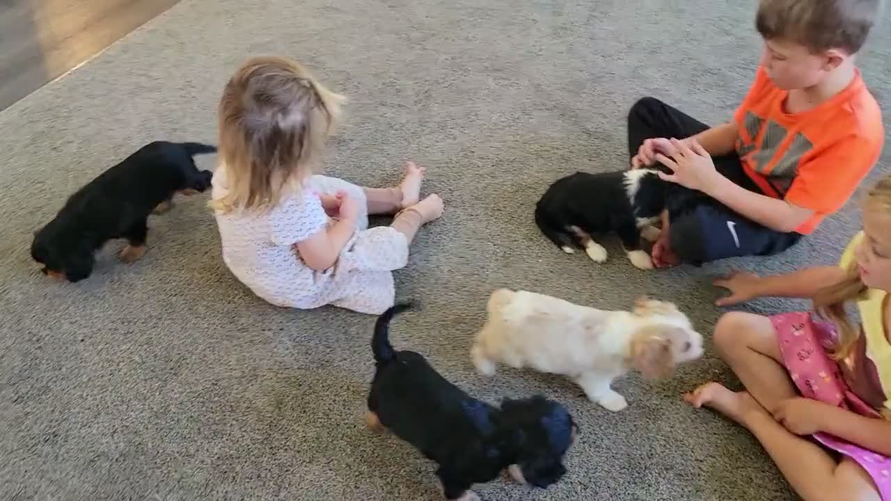 Cavalier King Charles Spaniel dogs for sale: Harper - Video 1