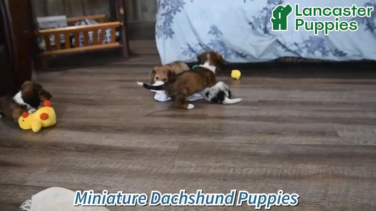 Miniature Dachshund dogs for sale: Marcy - Video 1