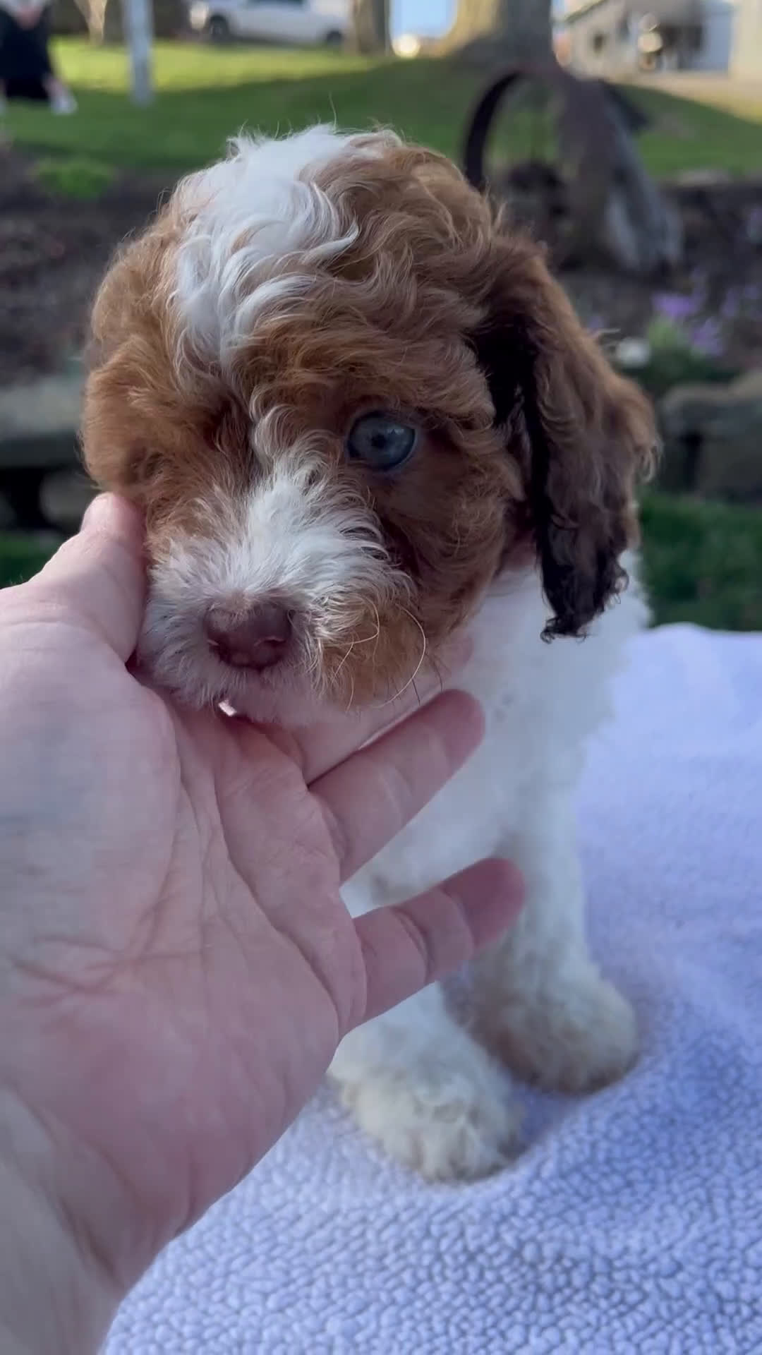 Cavapoo dogs for sale: Ember - Video 1