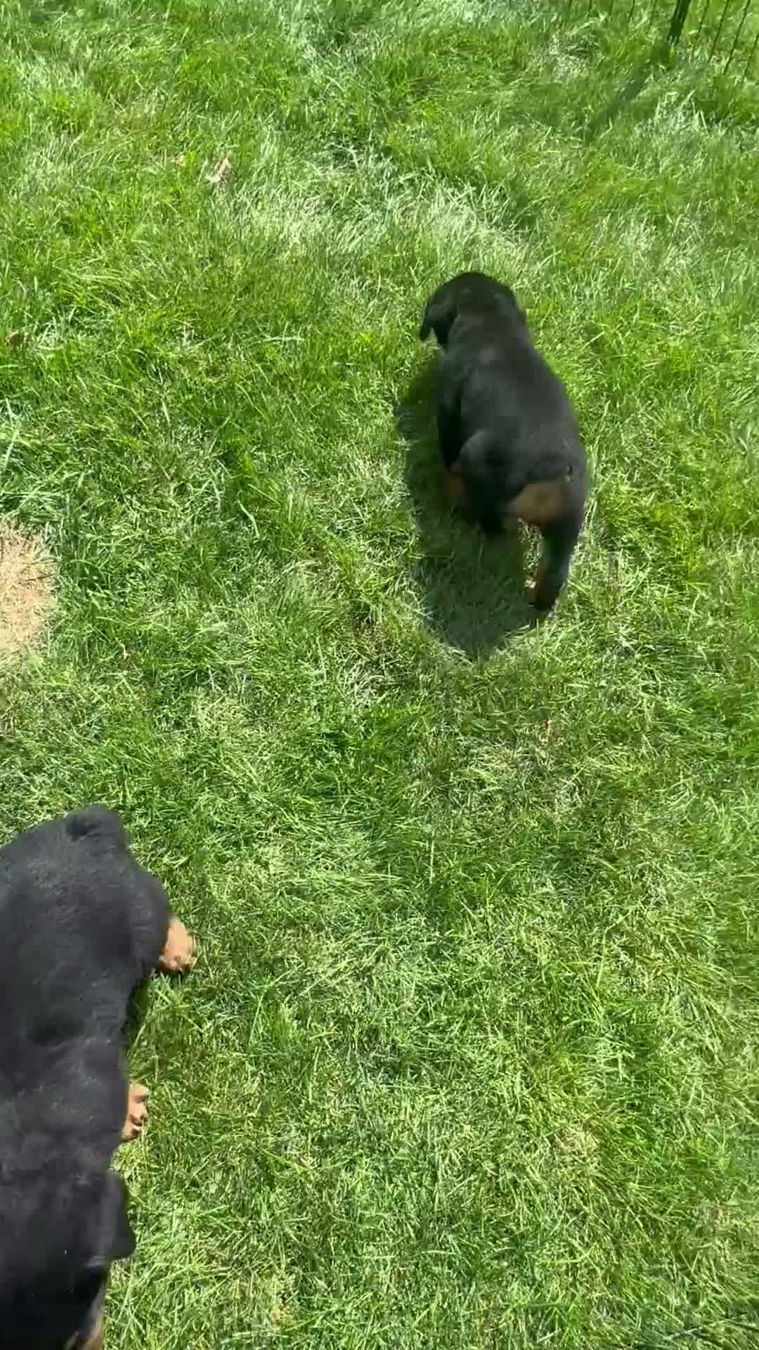 Rottweiler dogs for sale: Rusty - Video 1