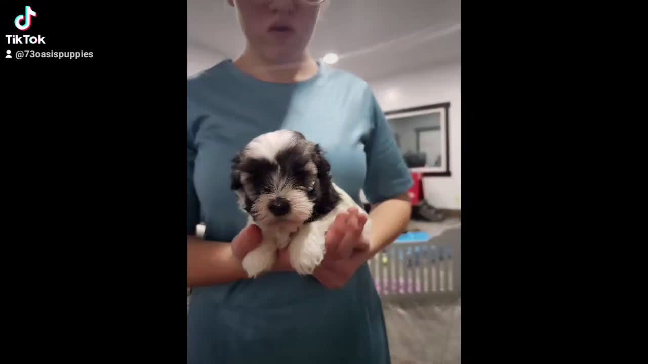 Havanese dogs for sale: VANCE - Video 6