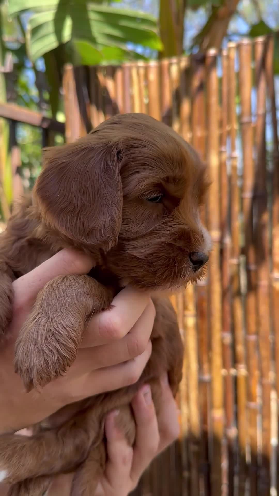 Australian Labradoodle dogs for sale: Patch - Video 2