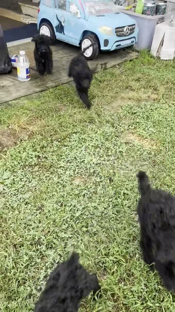 Labradoodle dogs for sale: Amethyst - Video 1