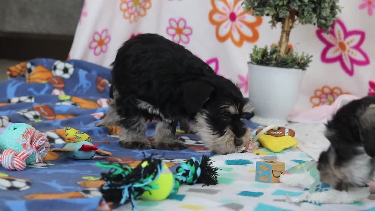 Miniature Schnauzer dogs for sale: Kenan - Video 1