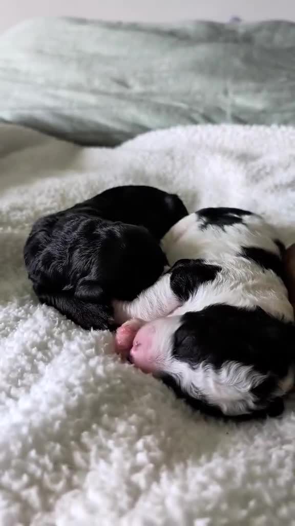 Bernedoodle dogs for sale: Bernedoodle 2 - Video 1