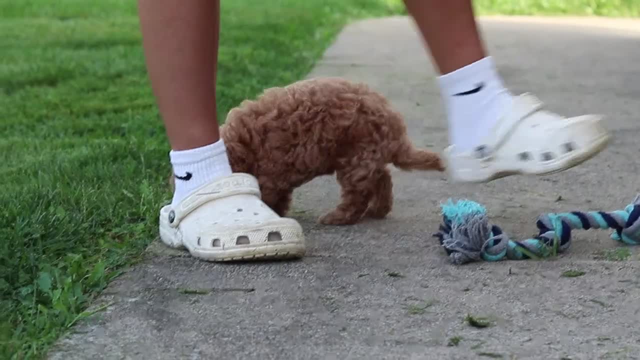 Miniature Poodle dogs for sale: Jance - Video 5