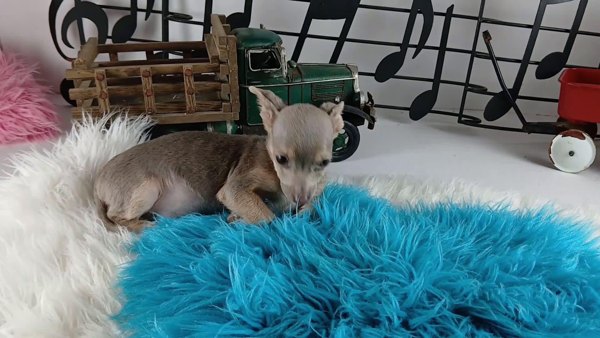 Chihuahua dogs for sale: Lilac and tan male,  Nationwide delivery  - Video 1