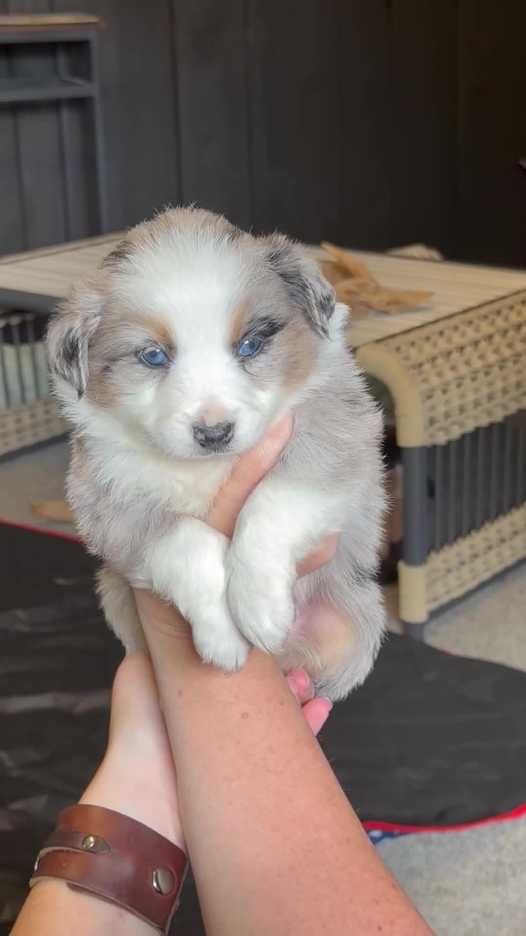 Miniature Australian Shepherd dogs for sale: Orange  - Video 1