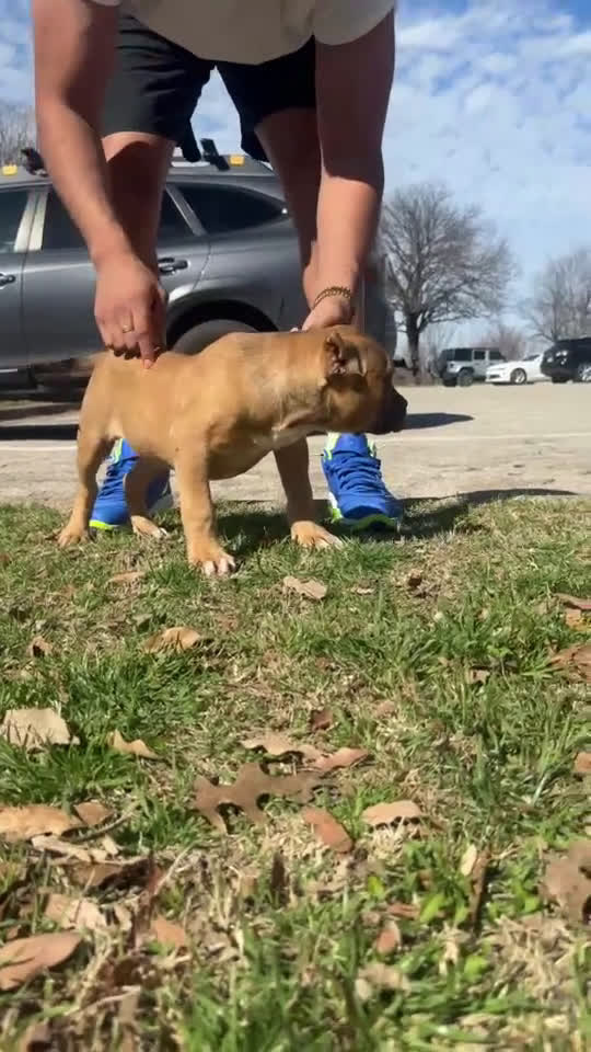 American Bully dogs for sale: Rocky (Bossy Kennels BL Sable XL Bully) - Video 1