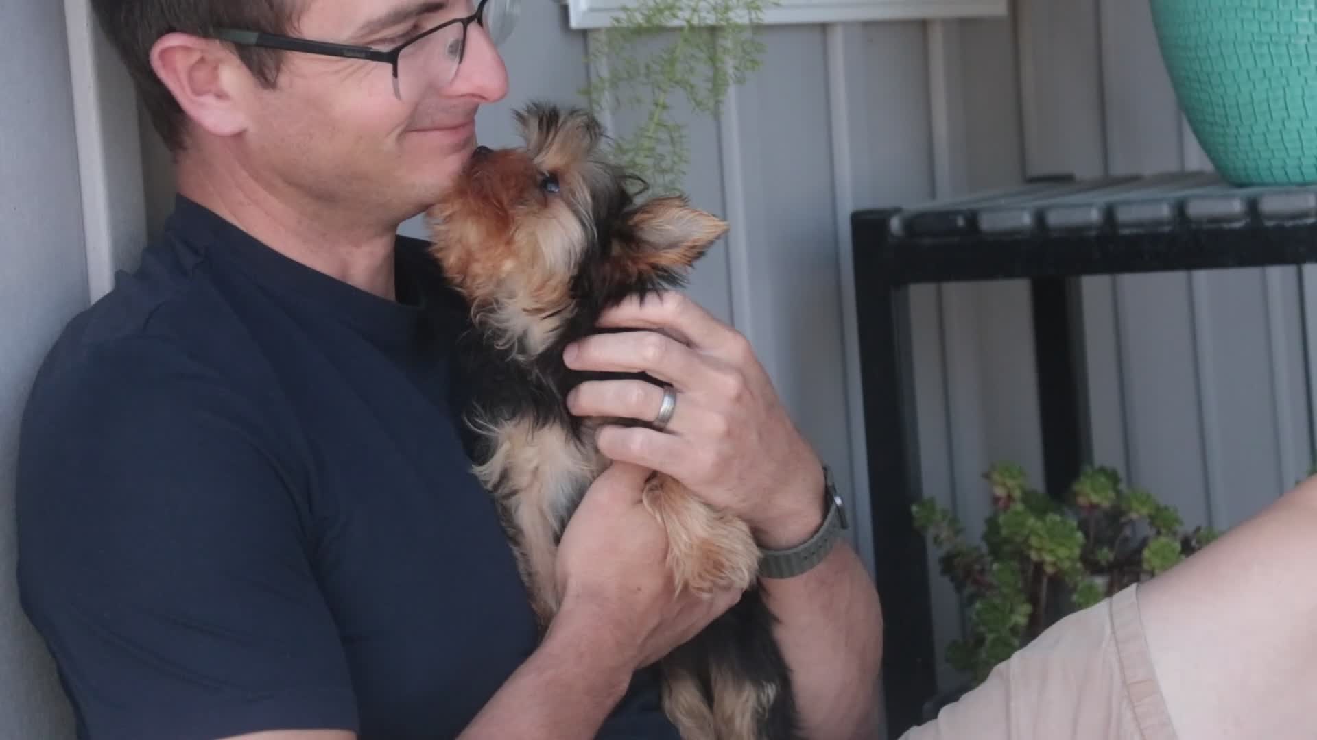 Yorkshire Terrier dogs for sale: Spunky - Video 1