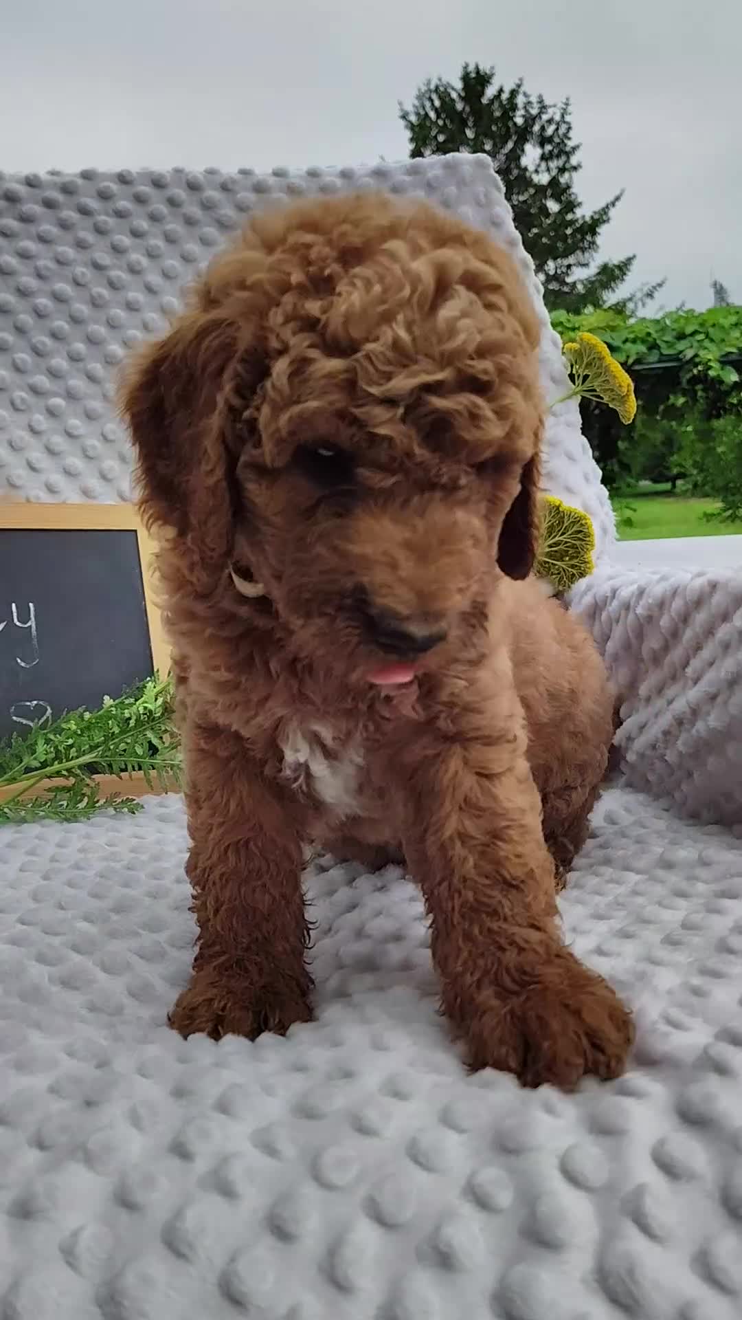 Mini Goldendoodle dogs for sale: Toby - Video 5