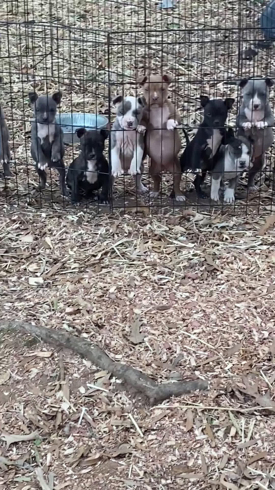 Mixed Breed dogs for sale: Mixed Breed Puppy 2 - Video 1