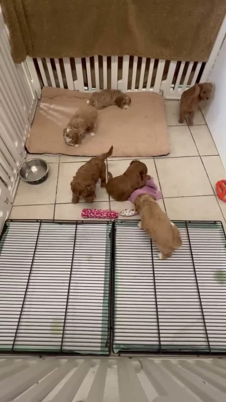 Mini Goldendoodle dogs for sale: Petite Mini Goldendoodle Cooper - Video 3
