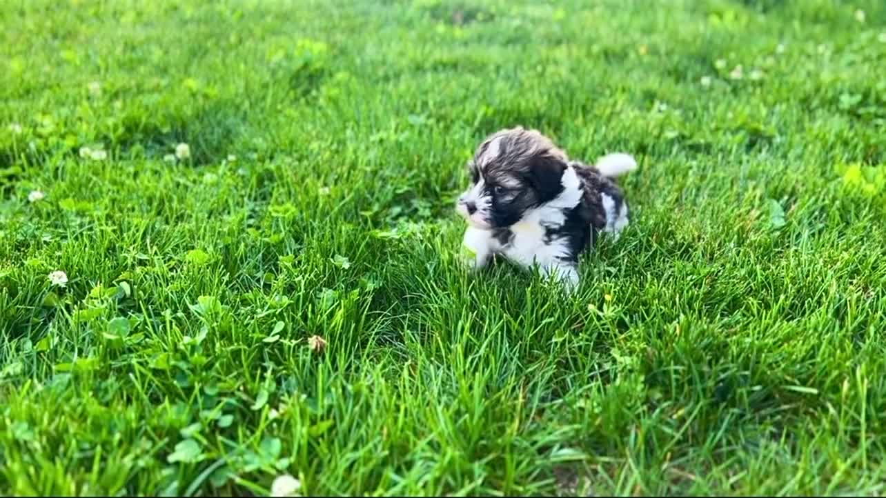 Havanese dogs for sale: Nick - Video 2