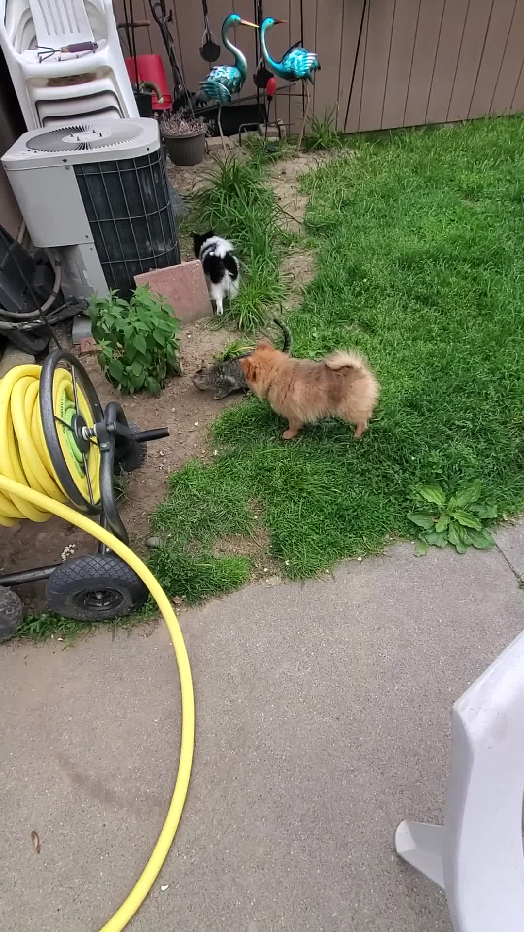 Pomeranian dogs for sale: Lucky - Video 4